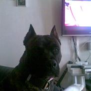 Amerikansk staffordshire terrier pablo