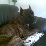 Amerikansk staffordshire terrier pablo