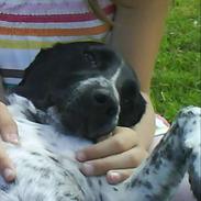 Blanding af racer Limbo