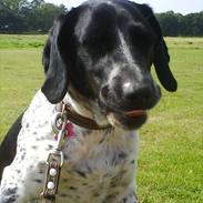 Blanding af racer Limbo