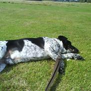 Blanding af racer Limbo