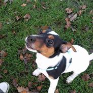 Jack russell terrier Milo Lindstrøm Thornson