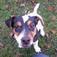 Jack russell terrier Milo Lindstrøm Thornson
