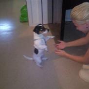 Jack russell terrier Milo Lindstrøm Thornson