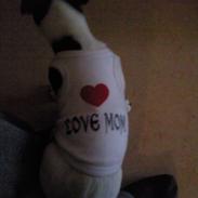 Jack russell terrier Milo Lindstrøm Thornson