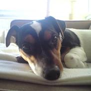 Jack russell terrier Milo Lindstrøm Thornson