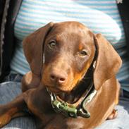 Dobermann "Freja" Baskernes Alaia