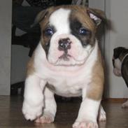 Olde english bulldogge Cliff