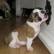 Olde english bulldogge Cliff