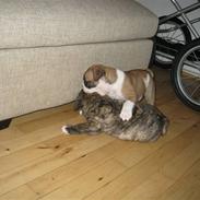 Olde english bulldogge Cliff