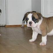 Olde english bulldogge Cliff