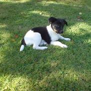 Dansk svensk gaardhund Kvik