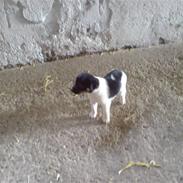 Dansk svensk gaardhund Kvik