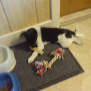 Dansk svensk gaardhund Kvik