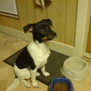 Dansk svensk gaardhund Kvik