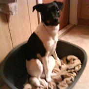 Dansk svensk gaardhund Kvik