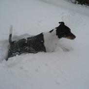 Dansk svensk gaardhund Rico