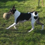 Dansk svensk gaardhund Rico