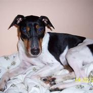 Dansk svensk gaardhund Rico