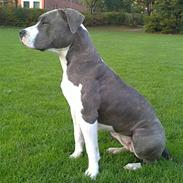 Amerikansk staffordshire terrier Diva