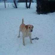 Labrador retriever Rollo