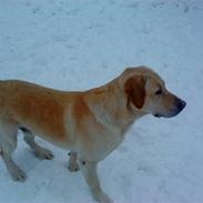 Labrador retriever Rollo