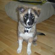 Islandsk fårehund speedy