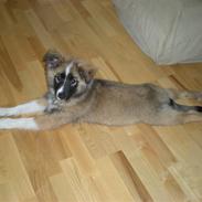 Islandsk fårehund speedy