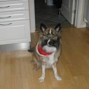 Islandsk fårehund speedy