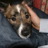 Islandsk fårehund speedy