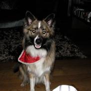 Islandsk fårehund speedy