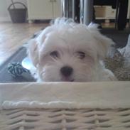 Malteser Molly