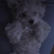 Malteser Molly