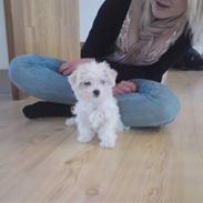 Malteser Molly