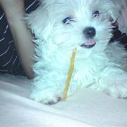 Malteser Molly