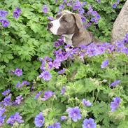 Amerikansk staffordshire terrier Diva