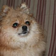 Pomeranian molly ( pomse )