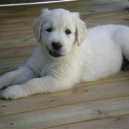 Golden retriever Oskar