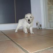 Golden retriever Oskar