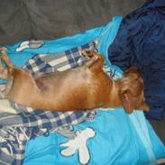 Blanding af racer VAX