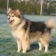 Finsk lapphund Finda Baloo