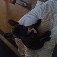 Fransk bulldog mickey