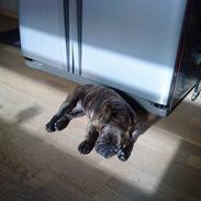 Fransk bulldog mickey