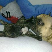 Fransk bulldog mickey