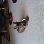 Fransk bulldog mickey