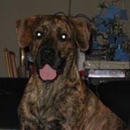 Blanding af racer King