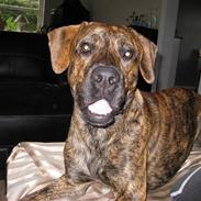 Blanding af racer King