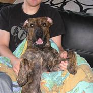 Blanding af racer King