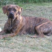 Blanding af racer King