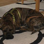 Blanding af racer King